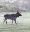 20121011_0812_Moose_3100b.jpg